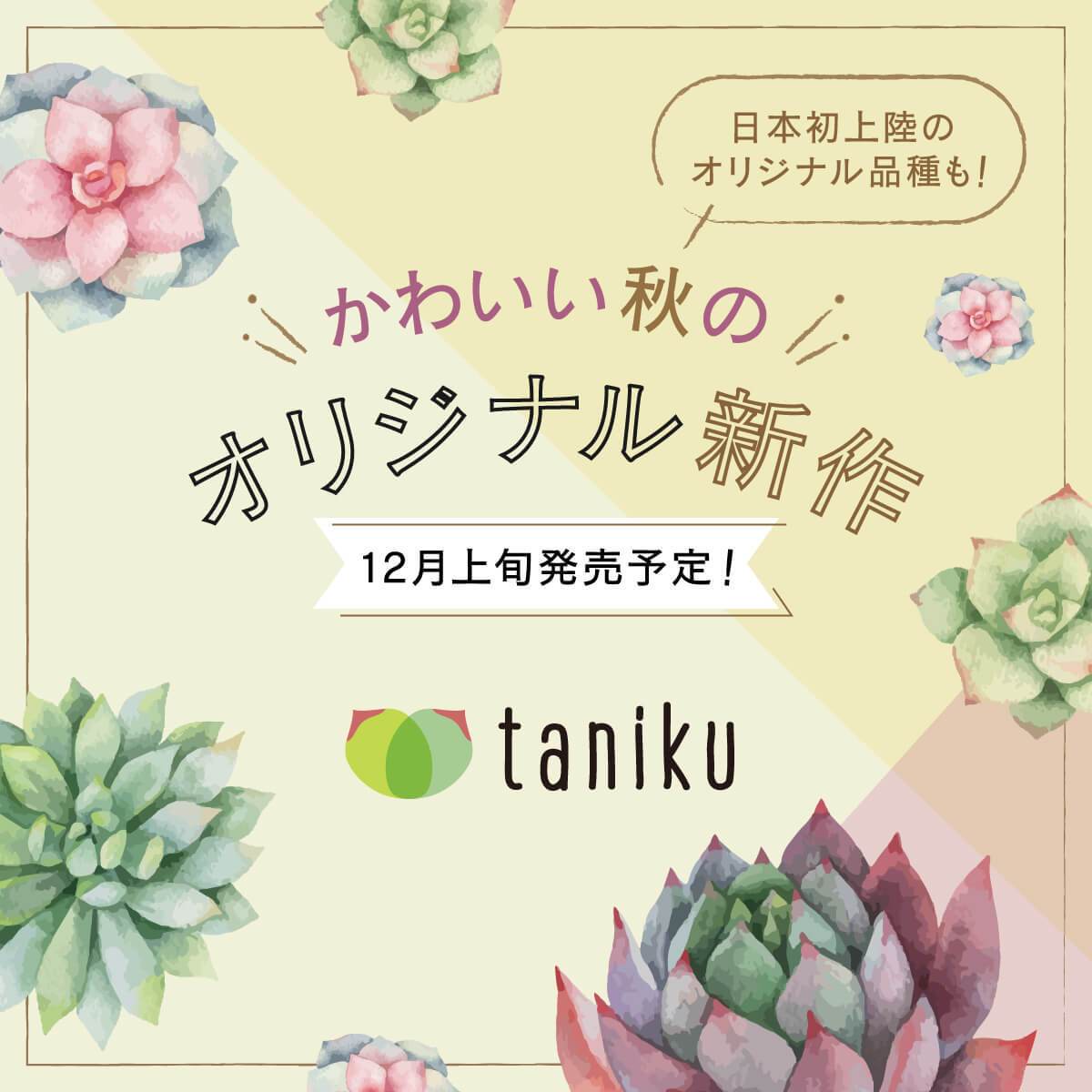 新作のオリジナル品種の入荷が12月上旬に決定しました | 多肉植物の通販・販売サイト tawawa