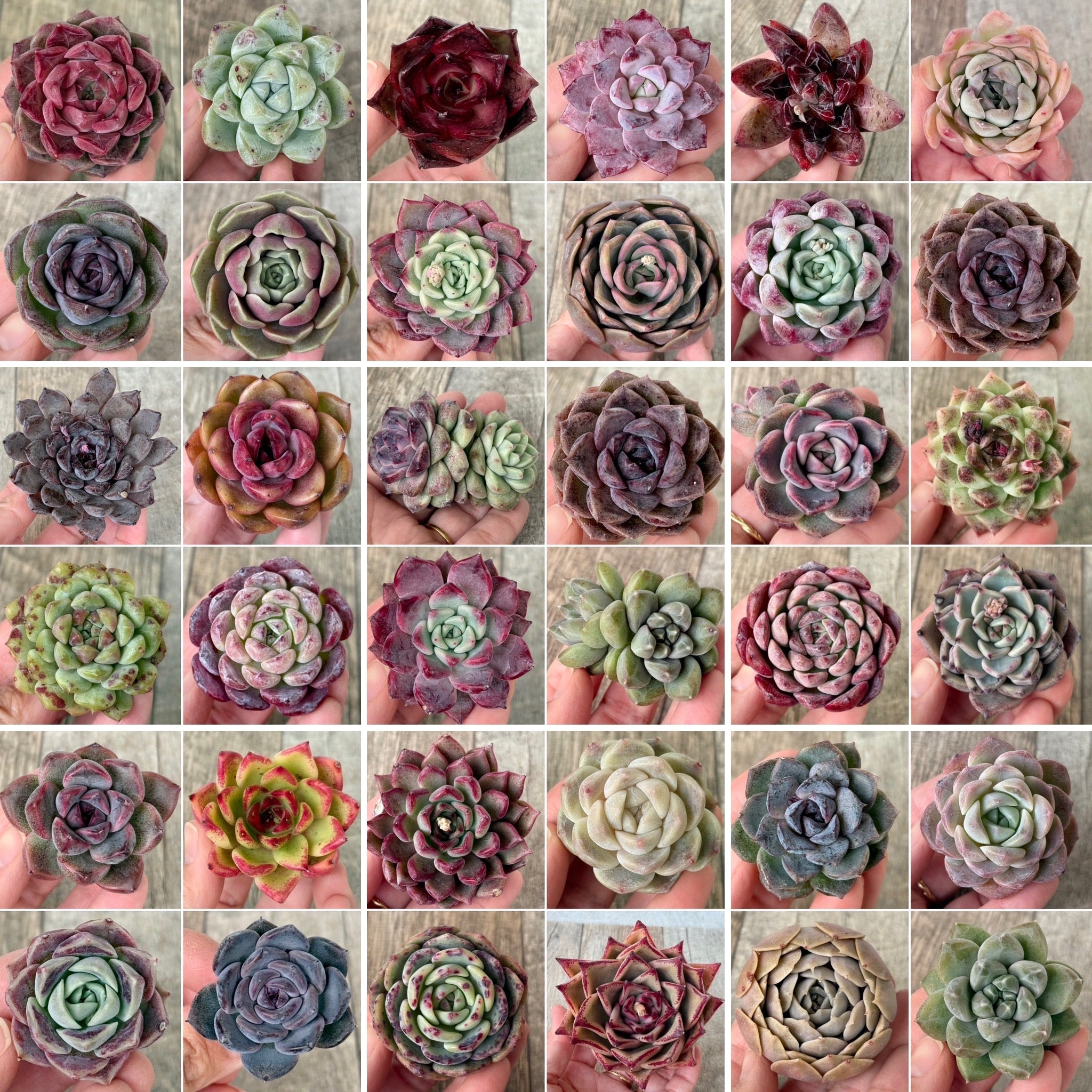 多肉植物　写真全て 2/18（水）21時】 新入荷販売🕊️ – 多肉植物の通販・販売サイト tawawa