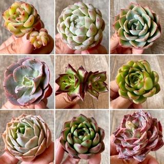 《本日20時》新入荷苗 32種類 販売開始のお知らせ | 多肉植物の通販・販売サイト tawawa