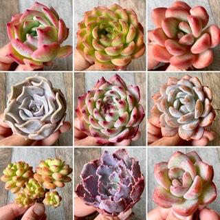 《今夜21時》新入荷苗 54種類 販売開始いたします | 多肉植物の通販・販売サイト tawawa