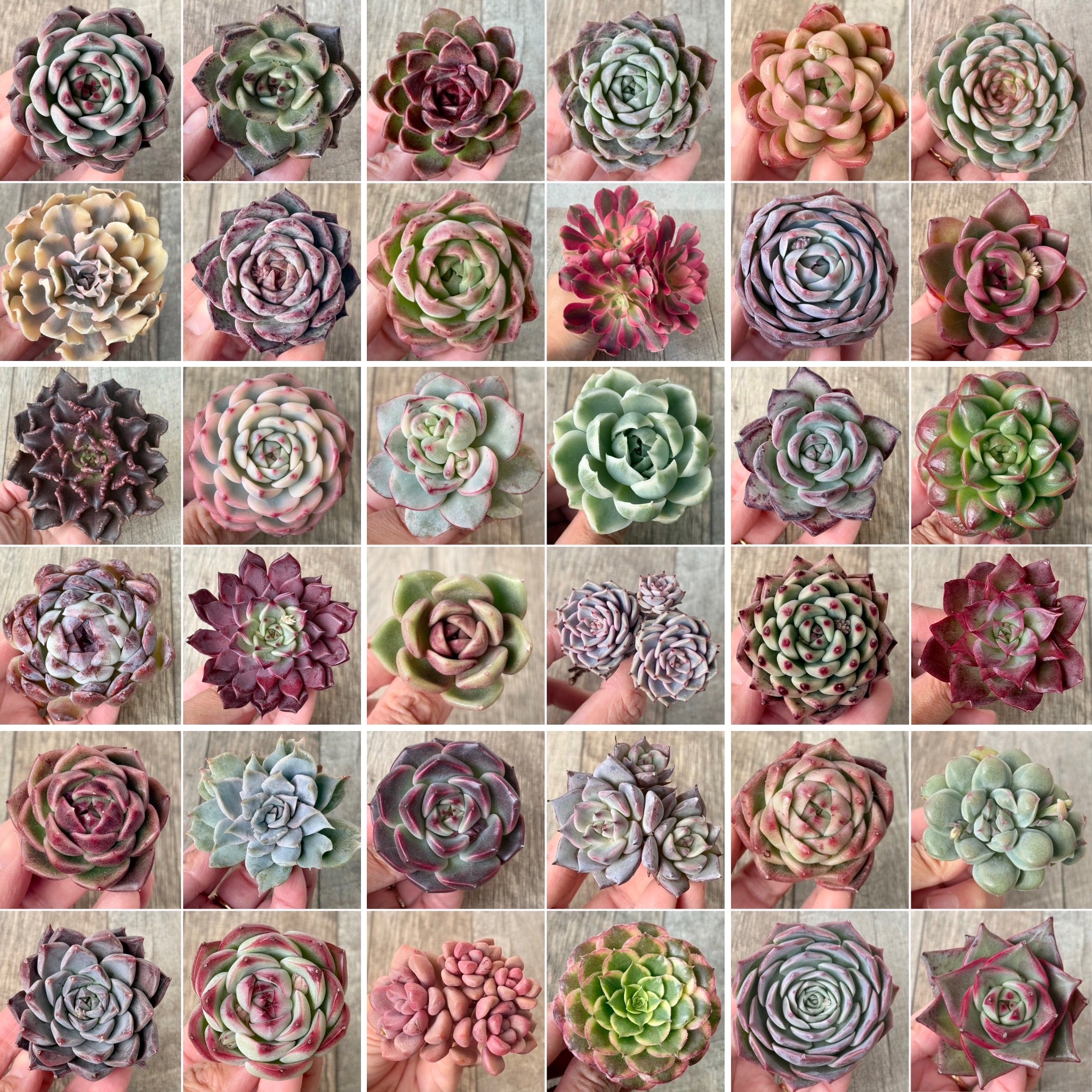 1/27（火）21:00〜 】⋆⸜ 2026年最初の新入荷苗 発売 ⸝⋆ – 多肉植物