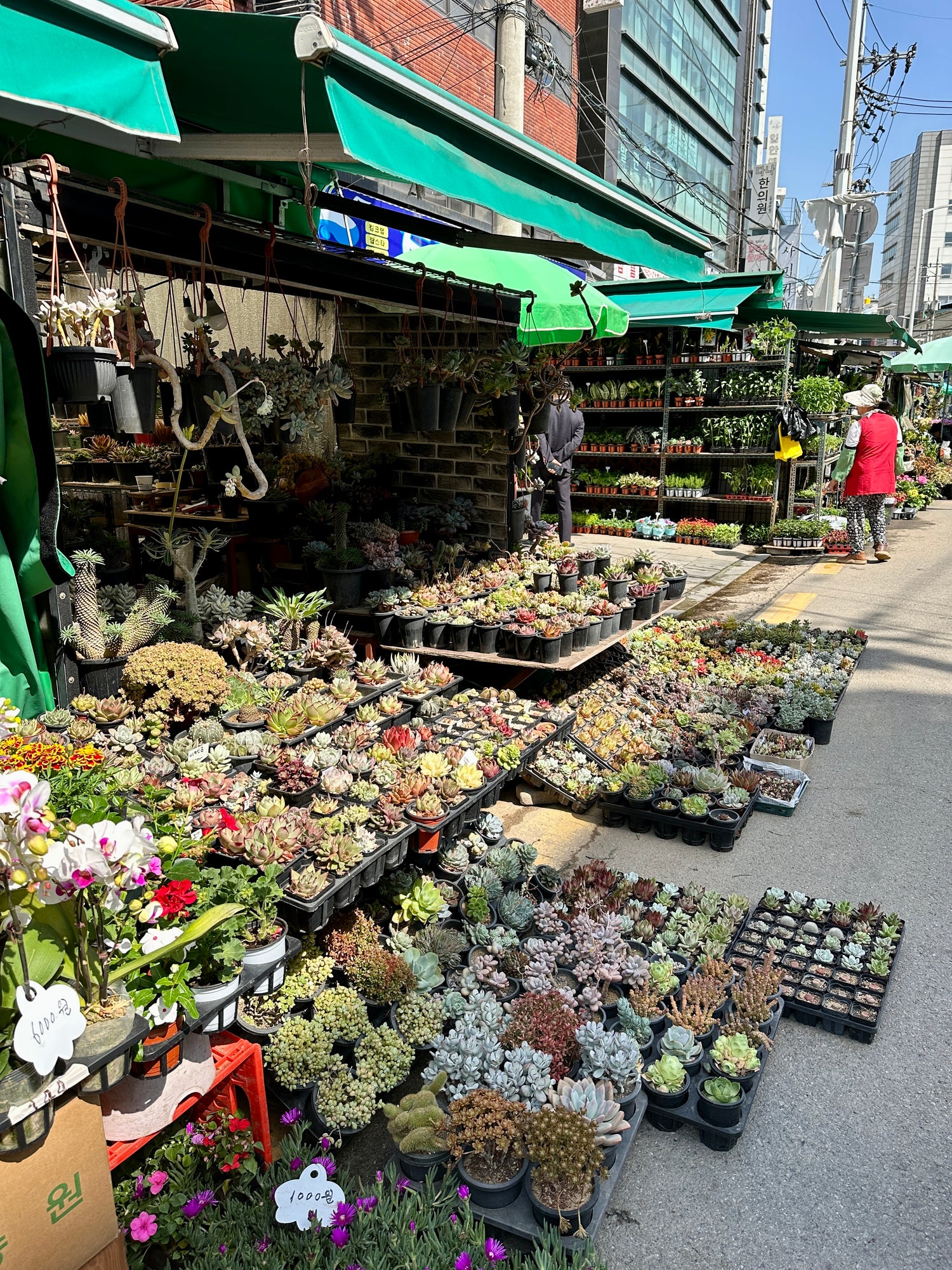 韓国 多肉めぐり旅 〜3日目〜