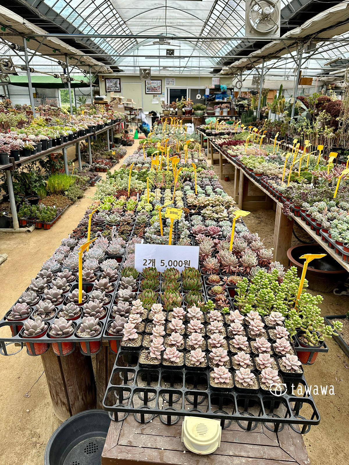 韓国 多肉めぐり旅 〜4日目(最終日)〜