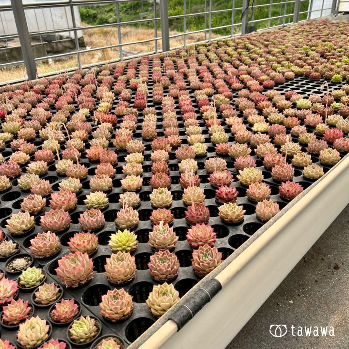 韓国 多肉めぐり旅 〜1日目〜