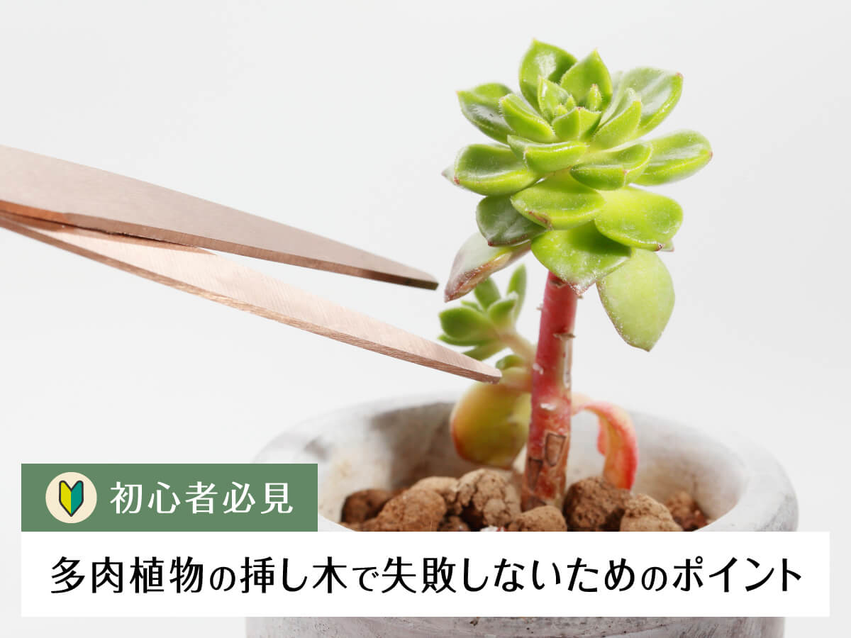 【初心者必見】多肉植物の挿し木で失敗しないためのポイント