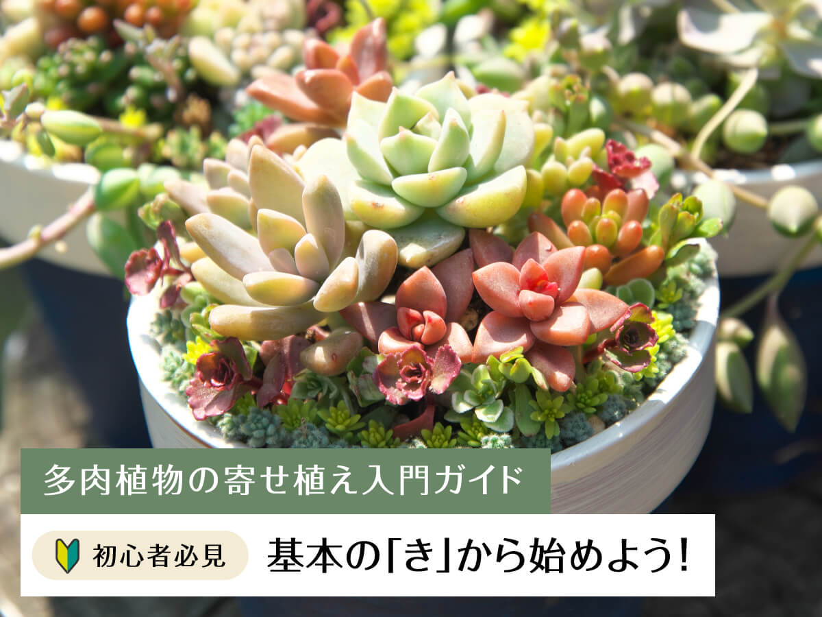 多肉植物の寄せ植えでオシャレな空間を演出!鉢選びから長く楽しむコツまで徹底解説