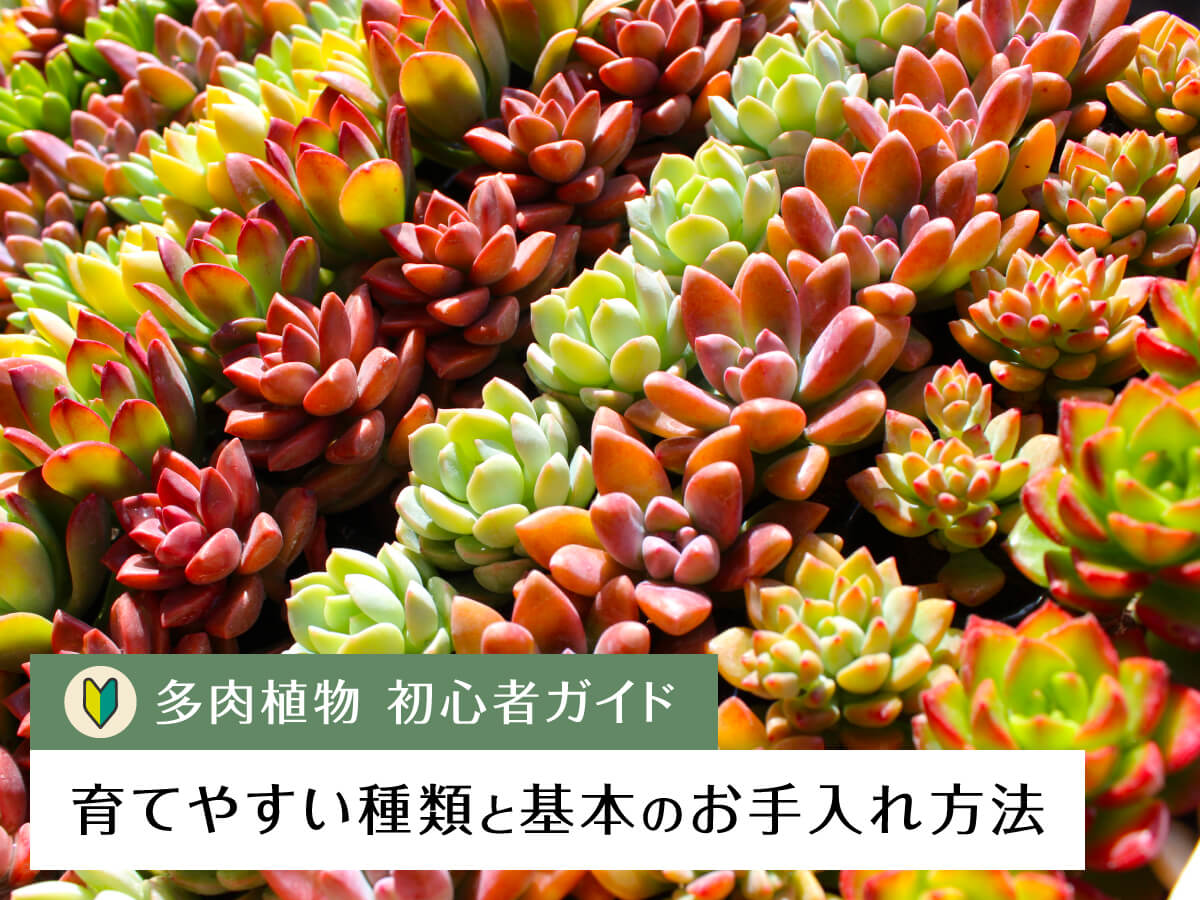 「多肉植物 初心者ガイド」育てやすい種類と基本のお手入れ方法