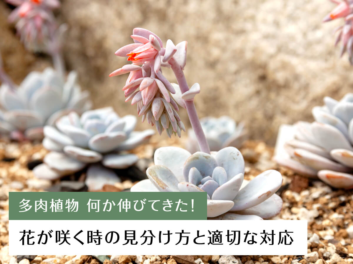 【多肉植物】何か伸びてきた!花が咲く時の見分け方と適切な対応