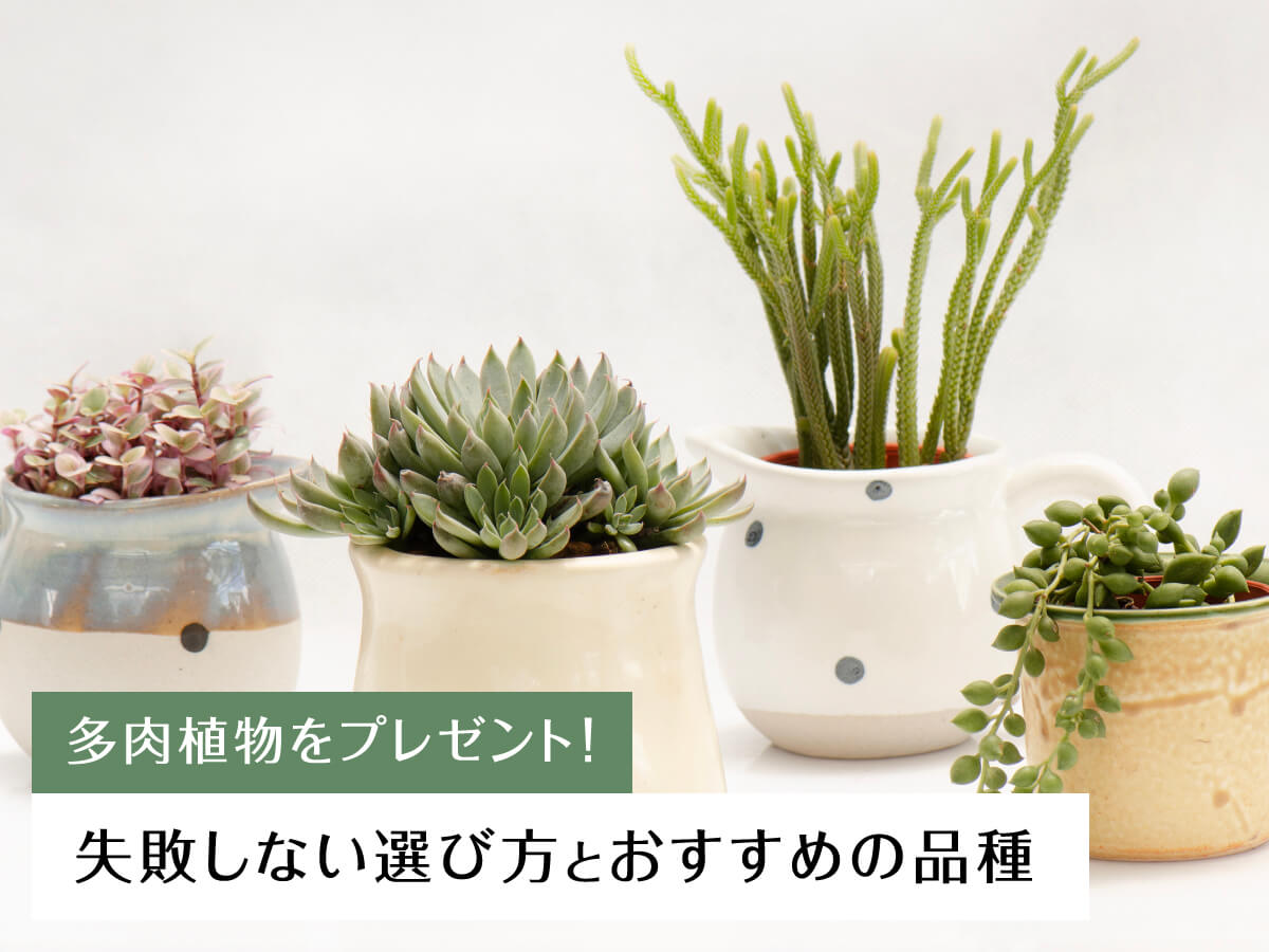 多肉植物をプレゼント!失敗しない選び方とおすすめの品種