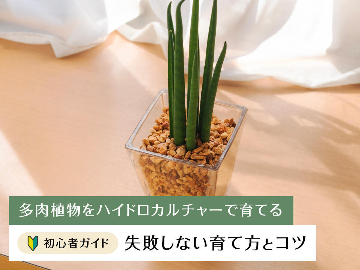 多肉植物をハイドロカルチャーで育てる初心者ガイド:失敗しない育て方とコツ