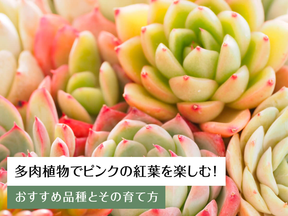 多肉植物でピンクの紅葉を楽しむ!おすすめ品種とその育て方