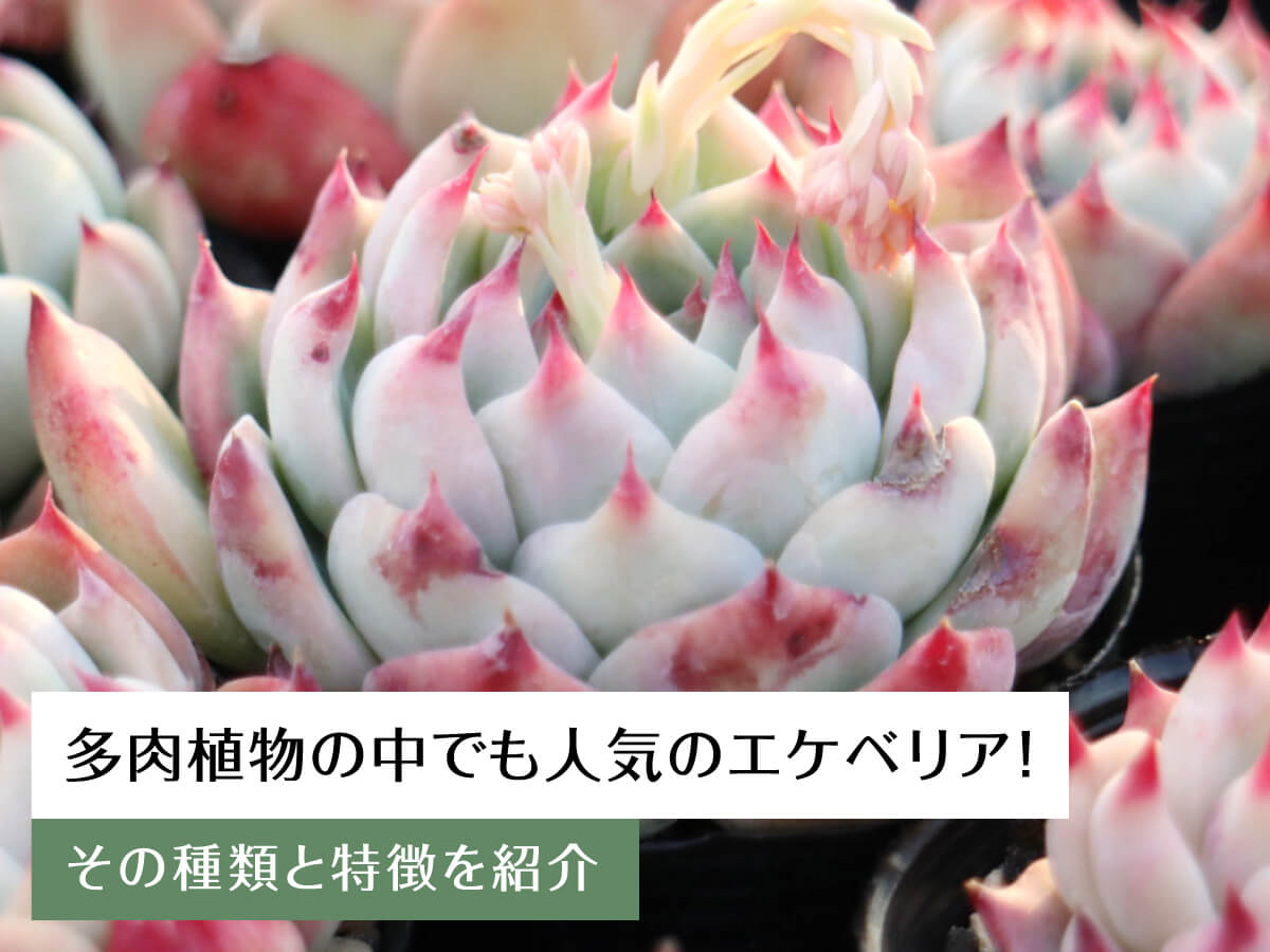 多肉植物の中でも人気のエケベリア！その種類と特徴を紹介 – 多肉植物