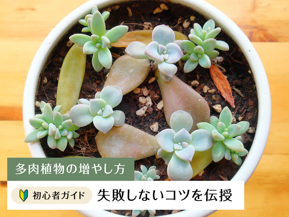 【多肉植物の増やし方】初心者ガイド!失敗しないコツを伝授