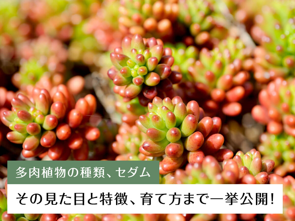 多肉植物の種類、セダム!その見た目と特徴、育て方まで一挙公開!