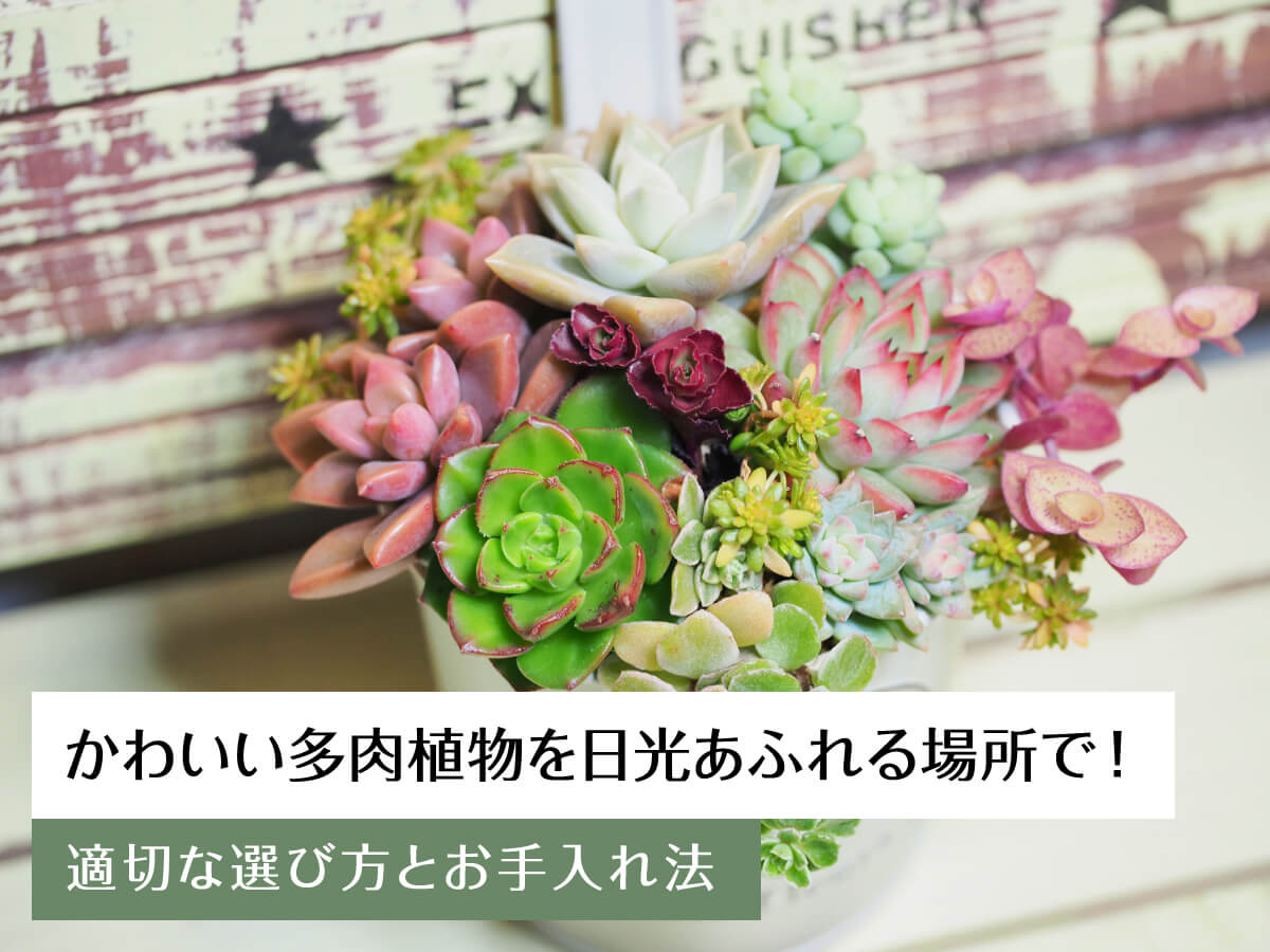 かわいい多肉植物を日光あふれる場所で!適切な選び方とお手入れ法
