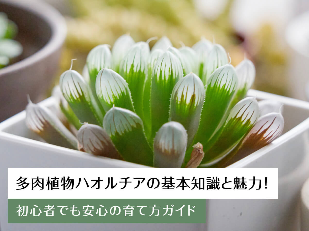 多肉植物ハオルチアの基本知識と魅力!初心者でも安心の育て方ガイド