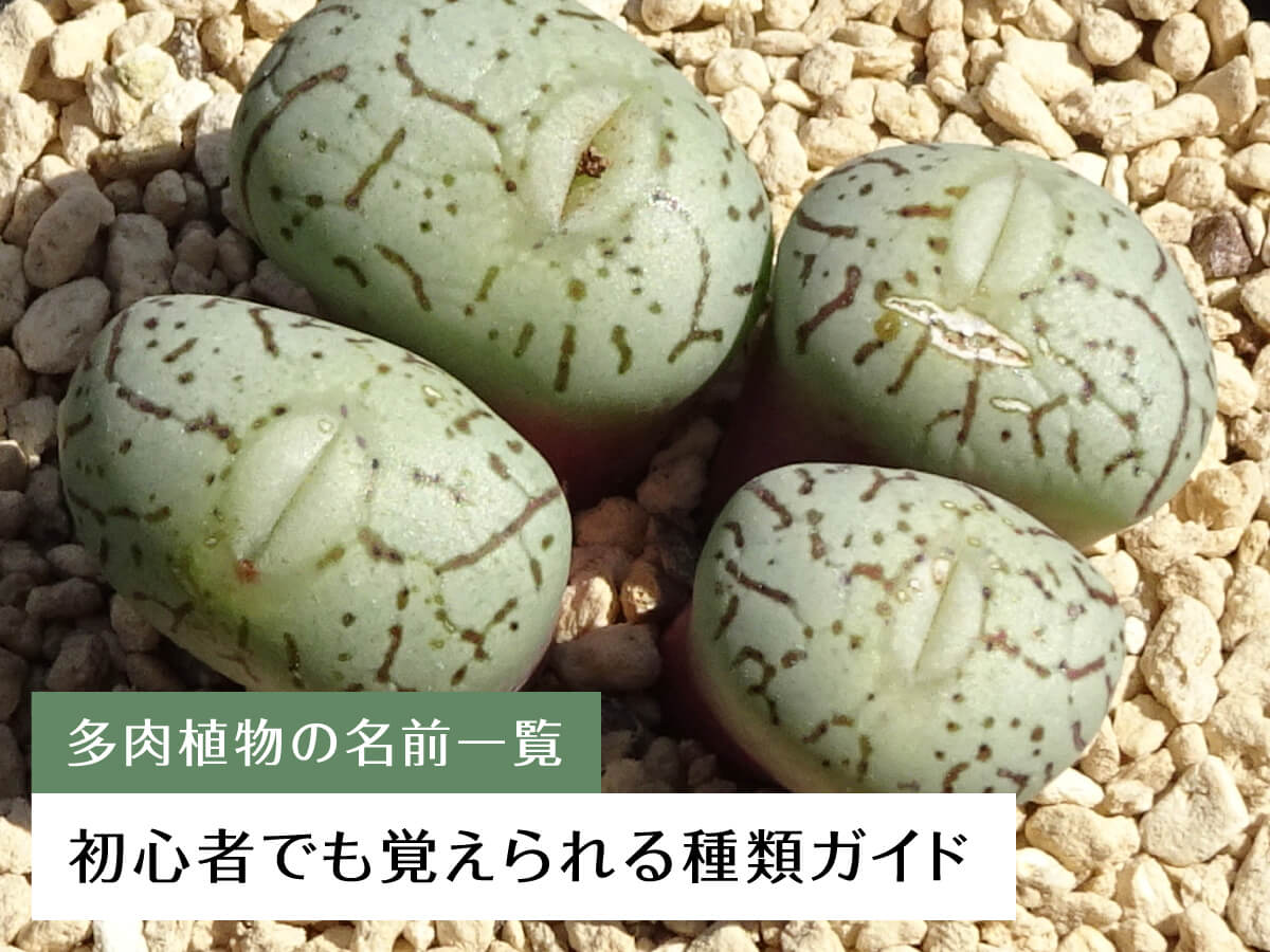 多肉植物の名前一覧!初心者でも覚えられる種類ガイド