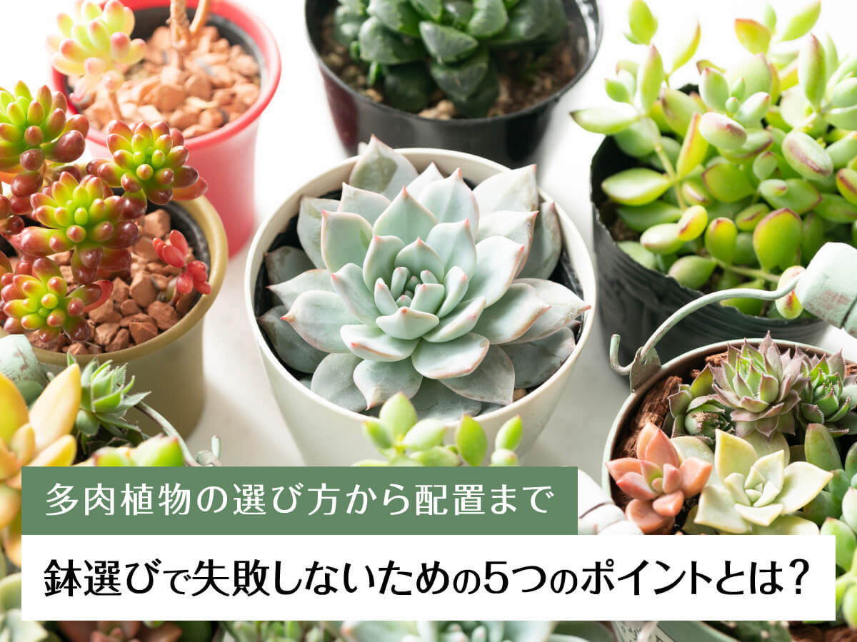 多肉植物の鉢選びで失敗しないための5つのポイントとは?選び方から配置まで詳しく解説