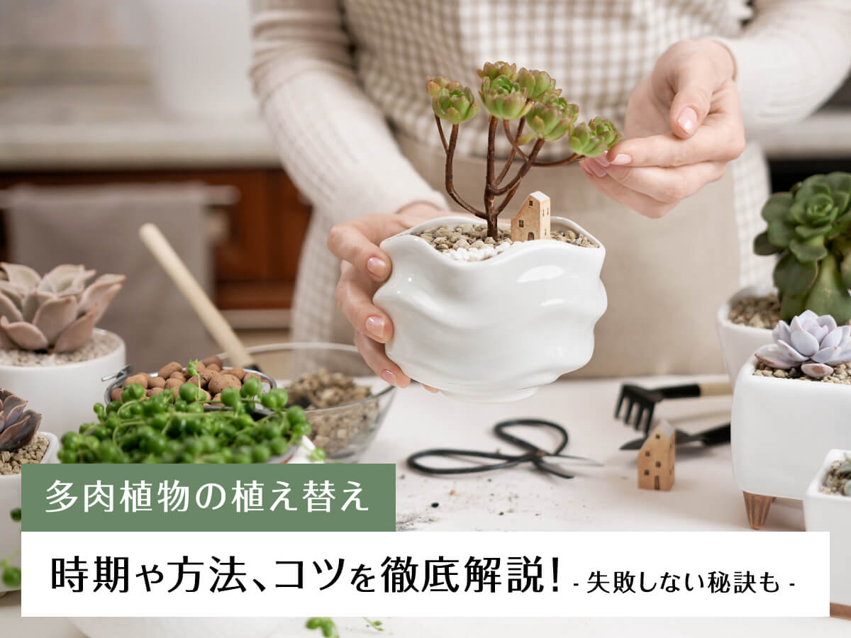 多肉植物の植え替え】時期や方法、コツを徹底解説！失敗しない秘訣も