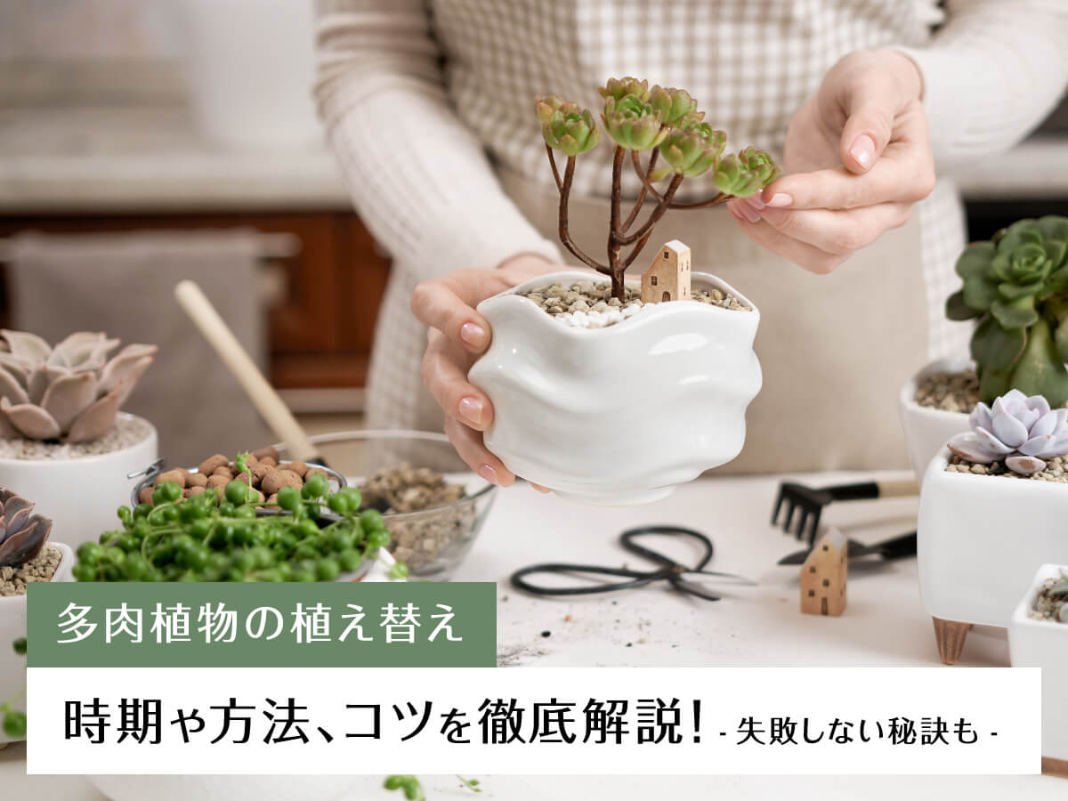 【多肉植物の植え替え】時期や方法、コツを徹底解説!失敗しない秘訣も公開