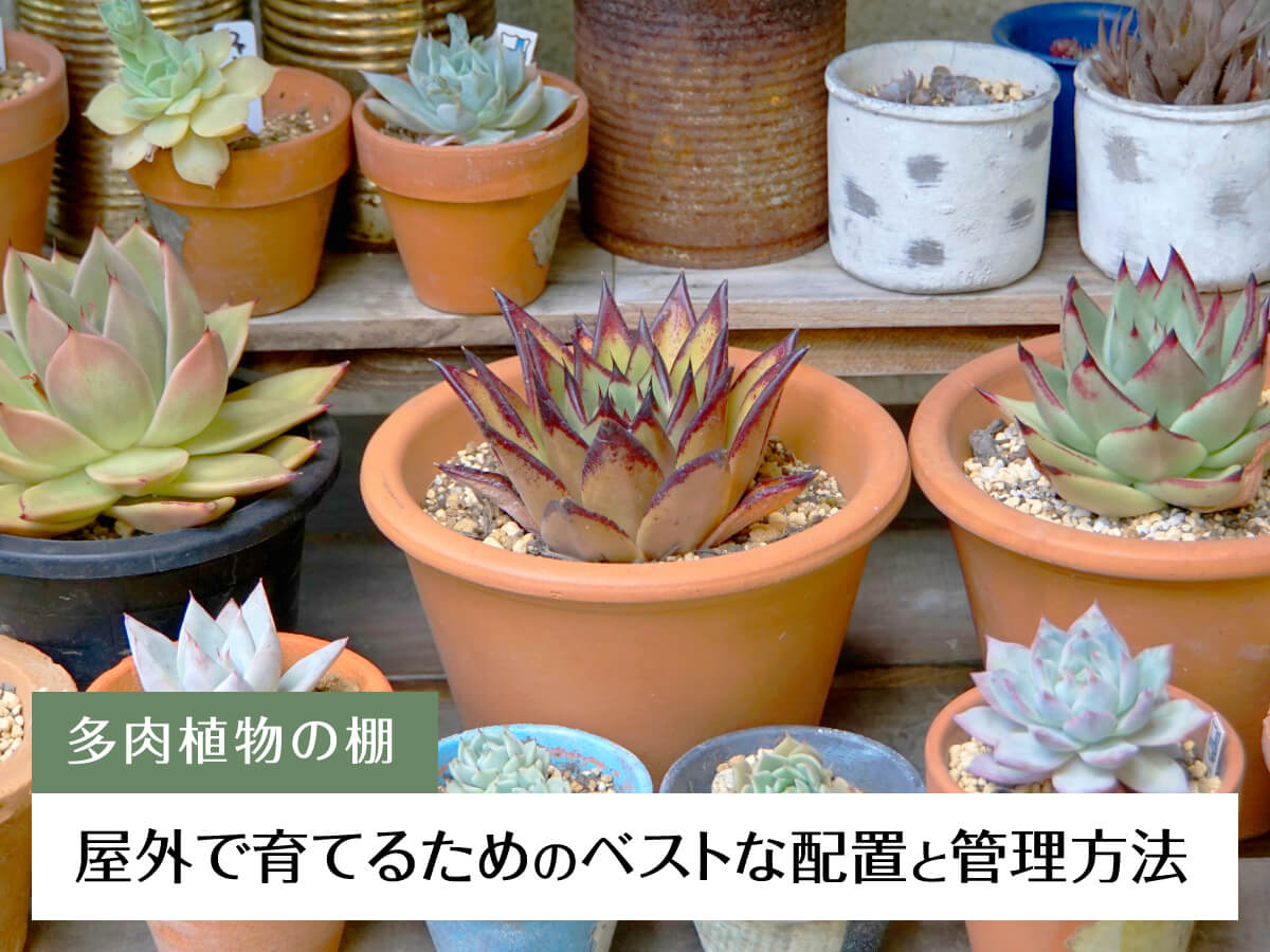 「多肉植物 棚」完全ガイド!屋外で育てるためのベストな配置と管理方法