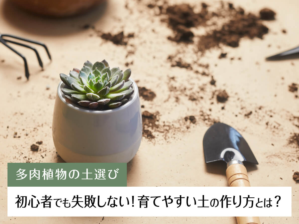 【多肉植物の土選び】初心者でも失敗しない!育てやすい土の作り方とは?