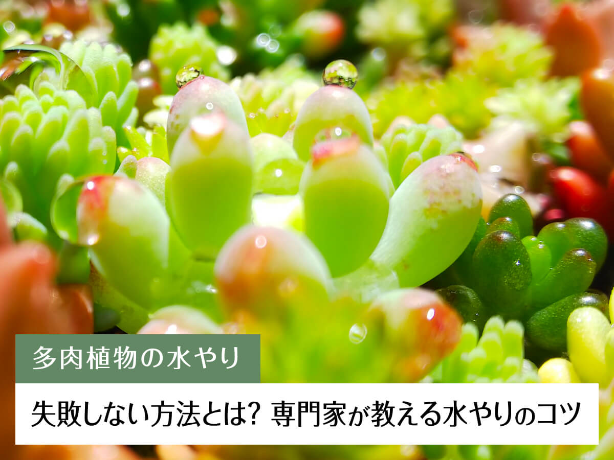 「多肉植物の水やり」失敗しない方法とは?専門家が教える水やりのコツ