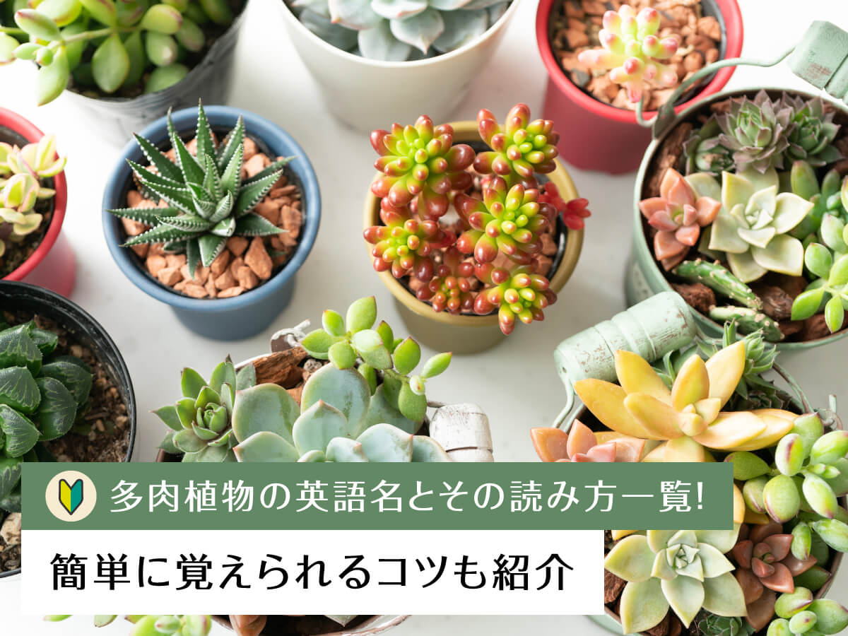 初心者向け】多肉植物の英語名とその読み方一覧！簡単に覚えられるコツ