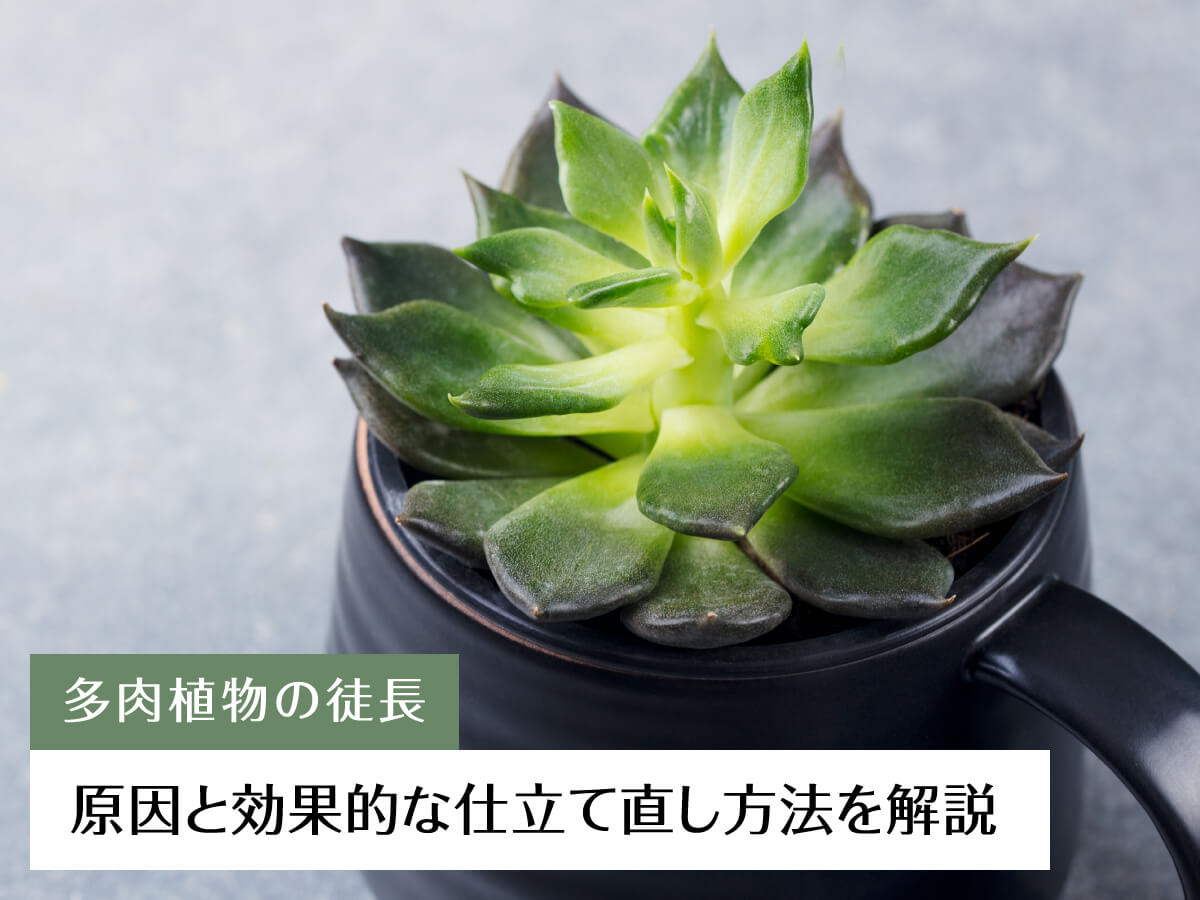 【多肉植物の徒長】原因と効果的な仕立て直し方法を解説