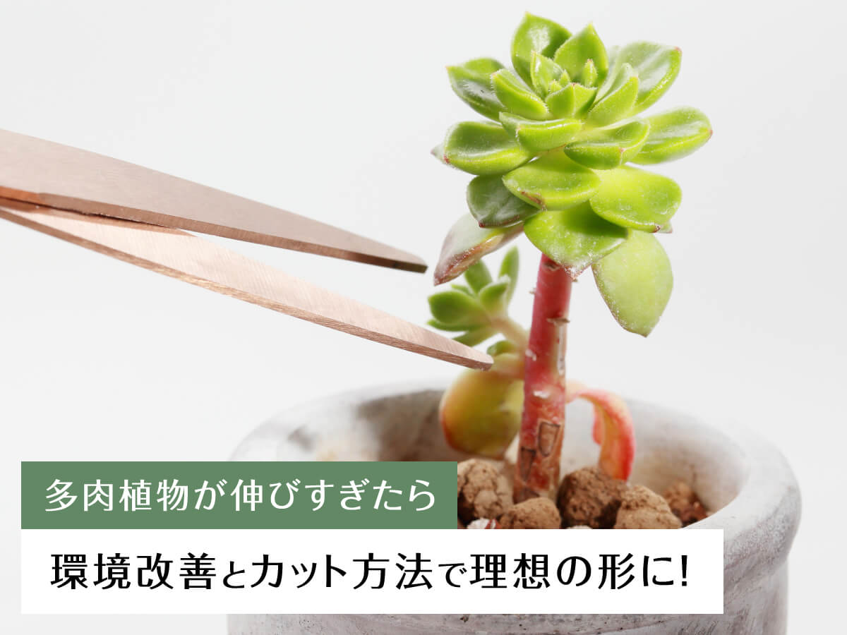 【多肉植物が伸びすぎたら】環境改善とカット方法で理想の形に!