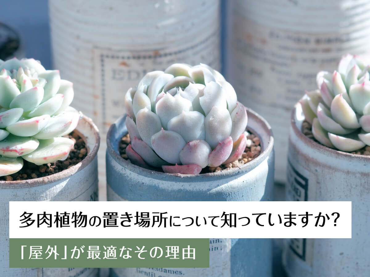 多肉植物を育てる方法 12 succulents placement tips