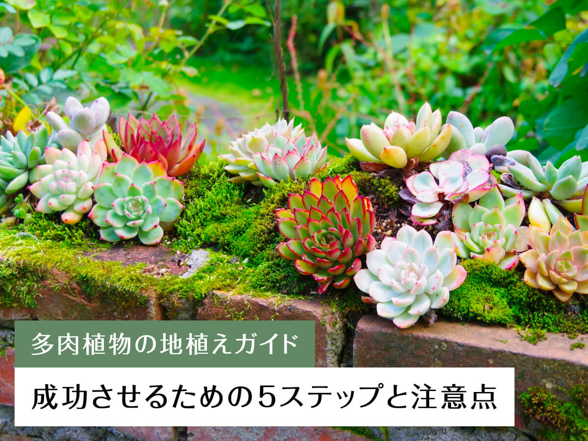 「多肉植物の地植えガイド」成功させるための5ステップと注意点