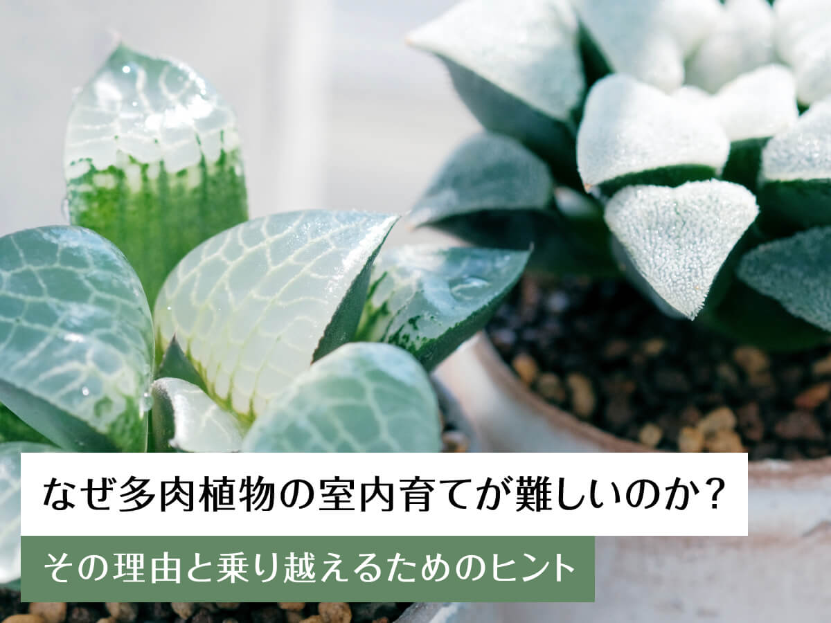 なぜ多肉植物の室内育てが難しいのか?その理由と乗り越えるためのヒント