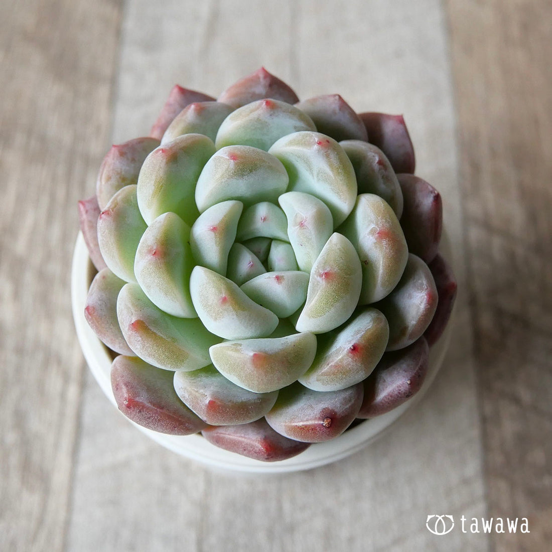 New Arrivals: Ice Green