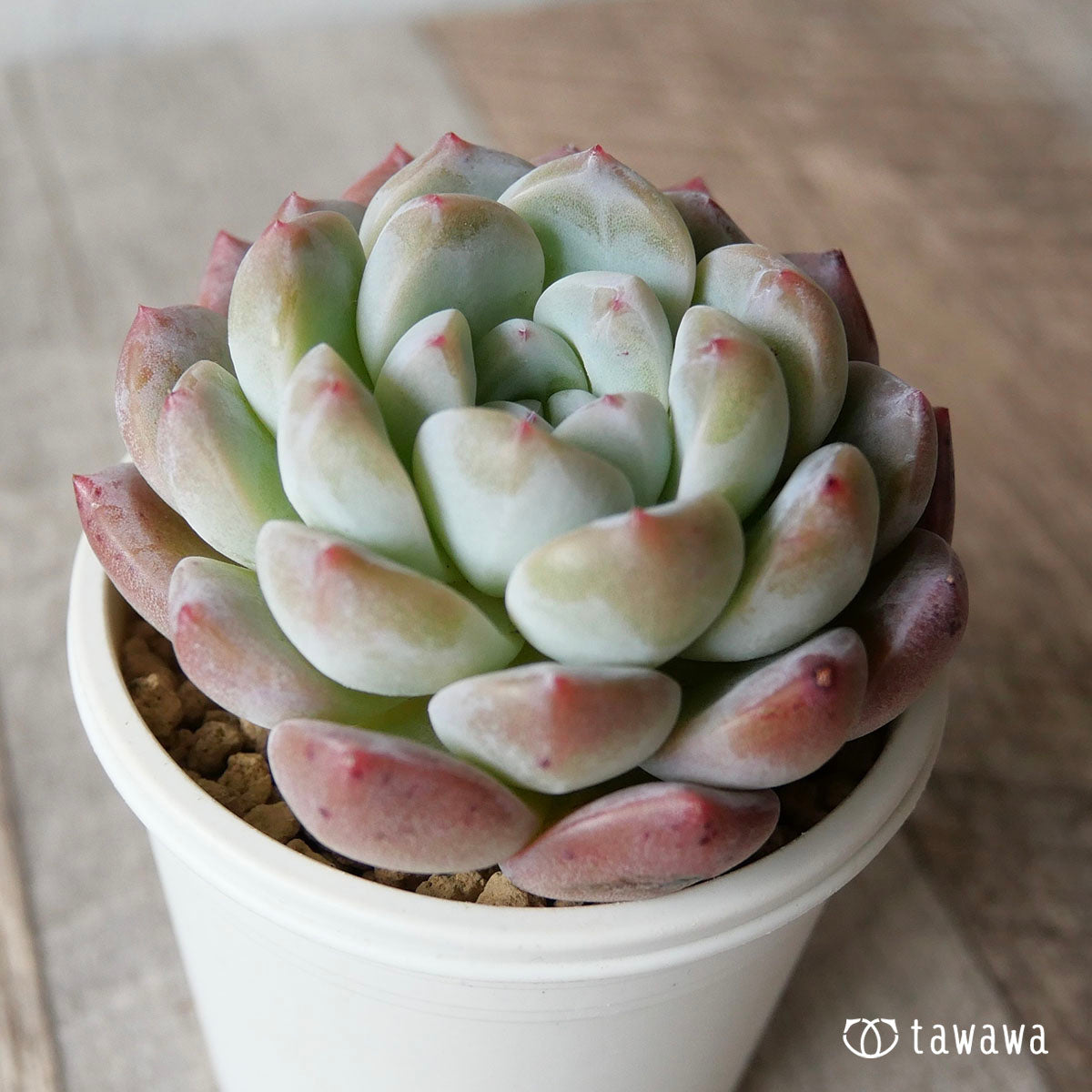 New Arrivals: Ice Green