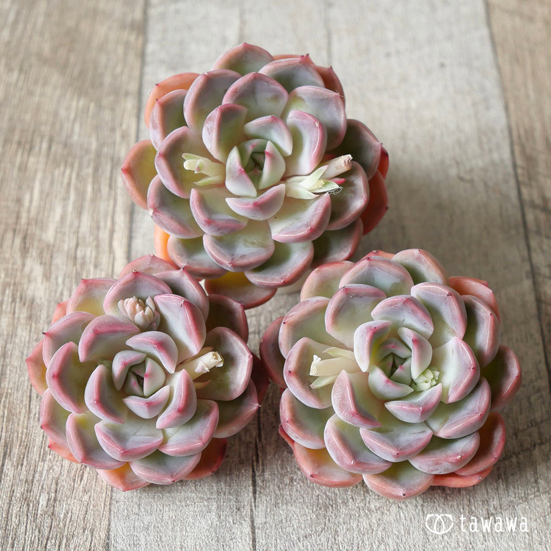 ピンクシフォン