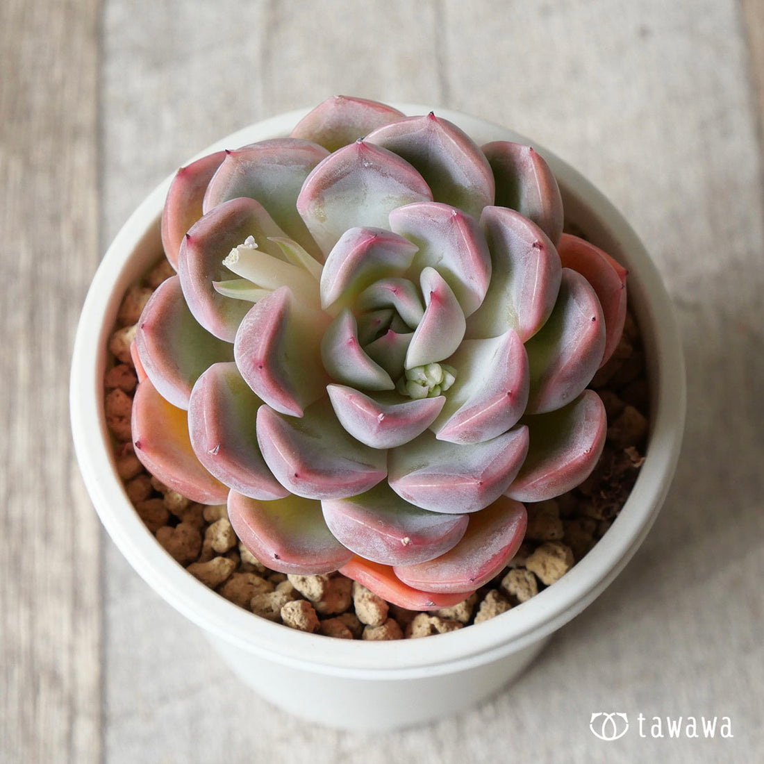 ピンクシフォン