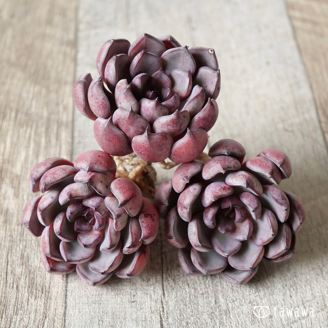 ウィズビューティー