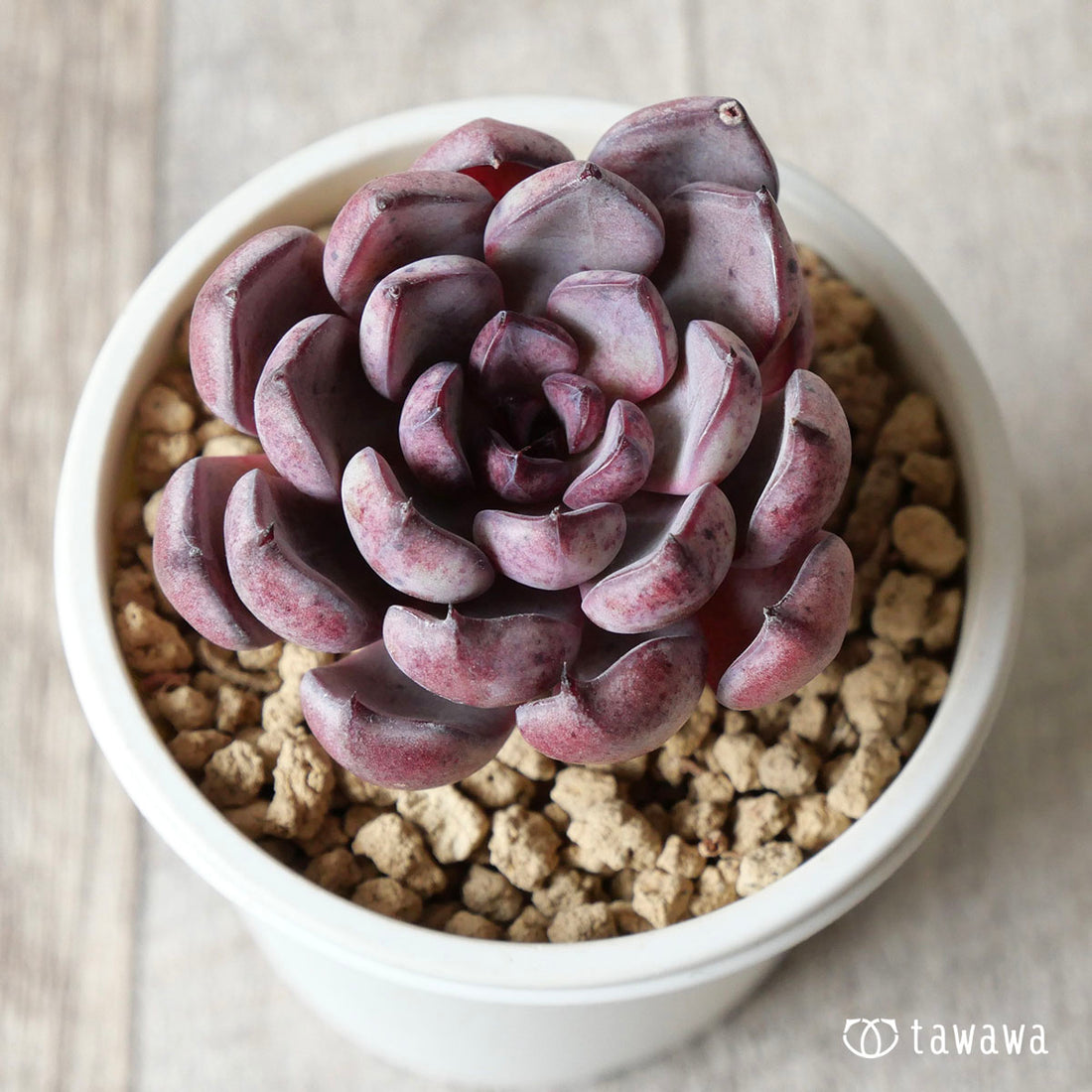 ウィズビューティー