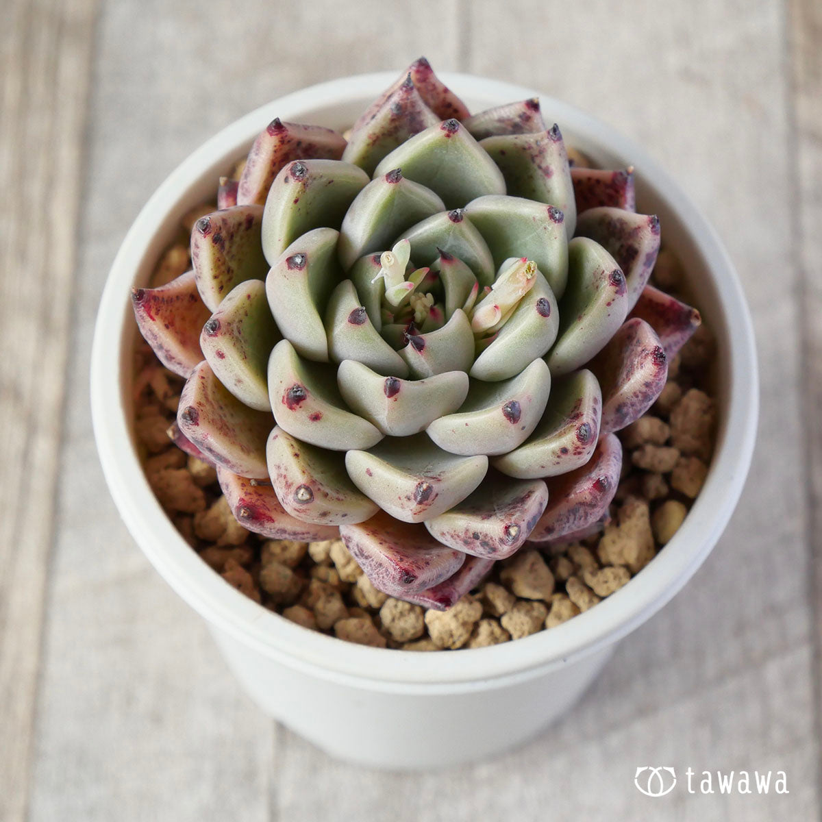 프리마베라