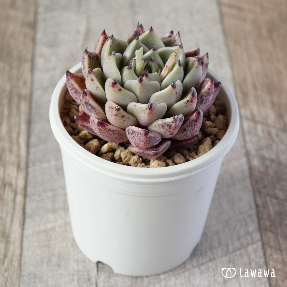 프리마베라