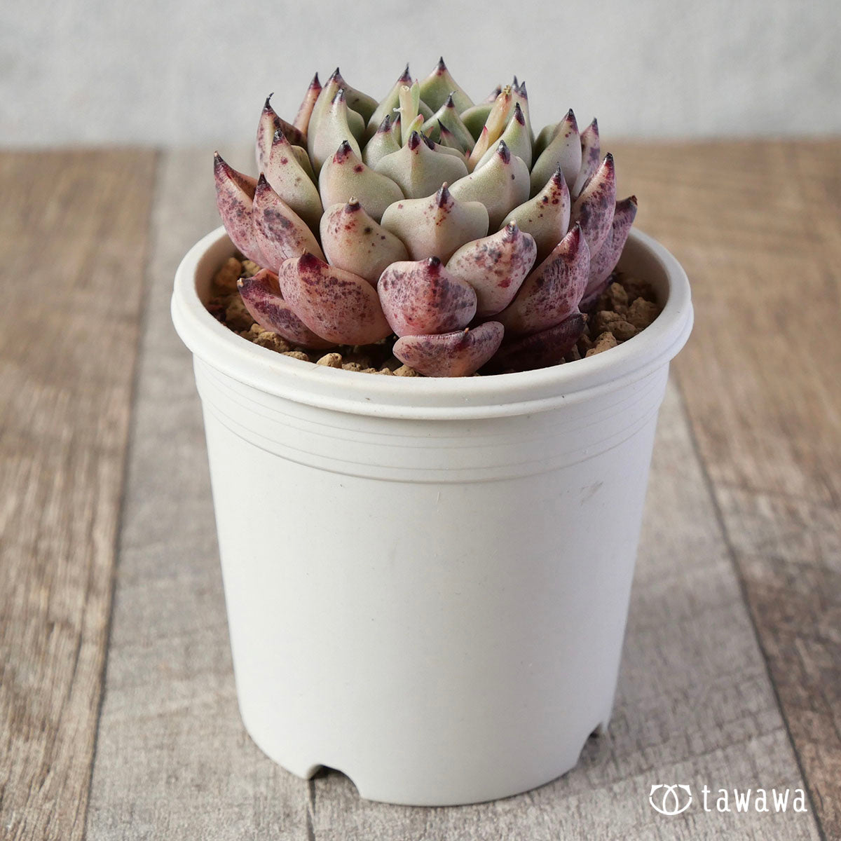 프리마베라