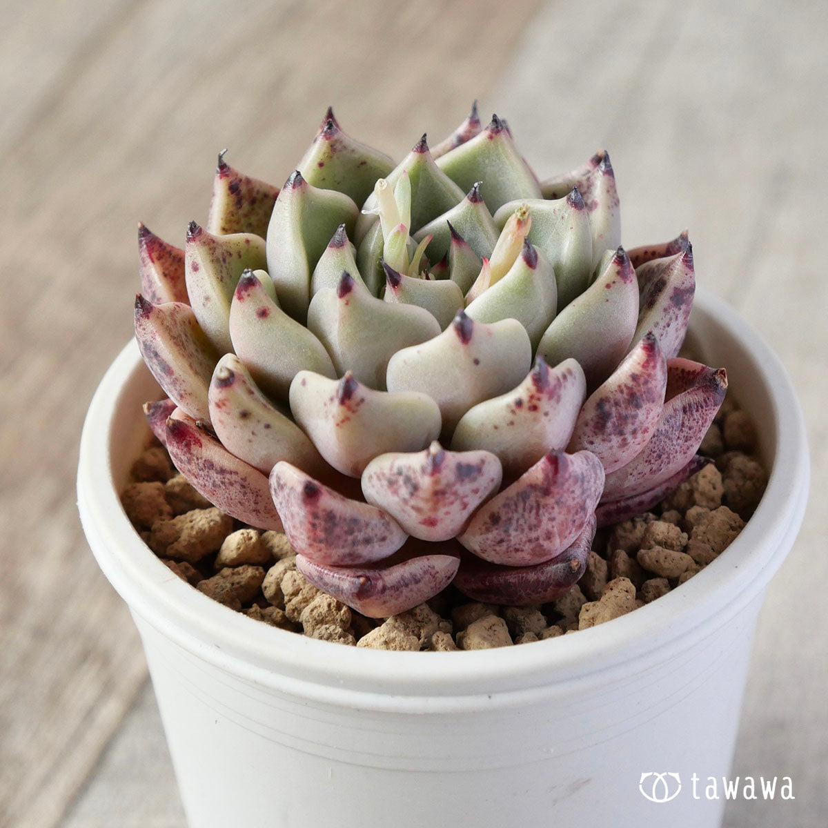 프리마베라