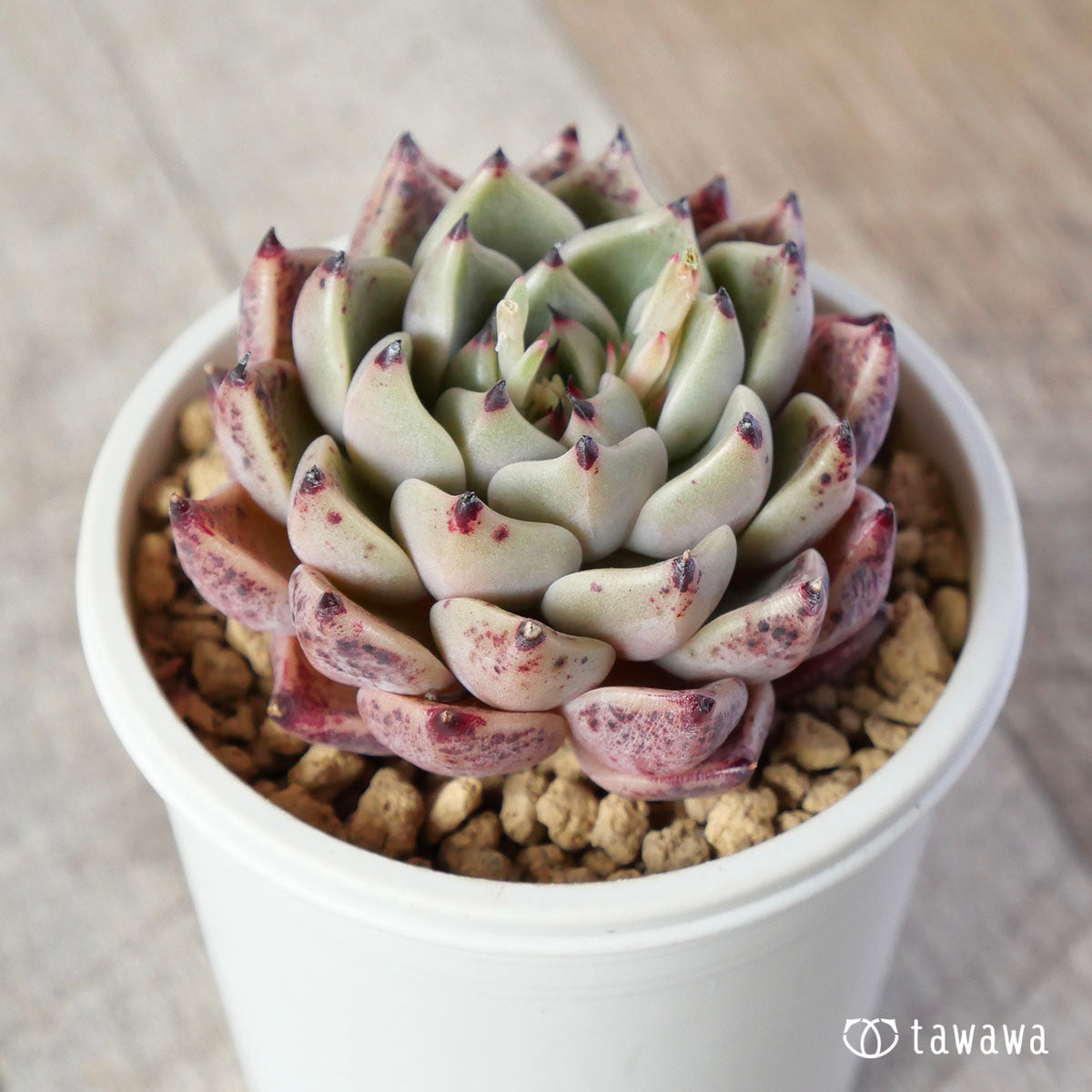 프리마베라
