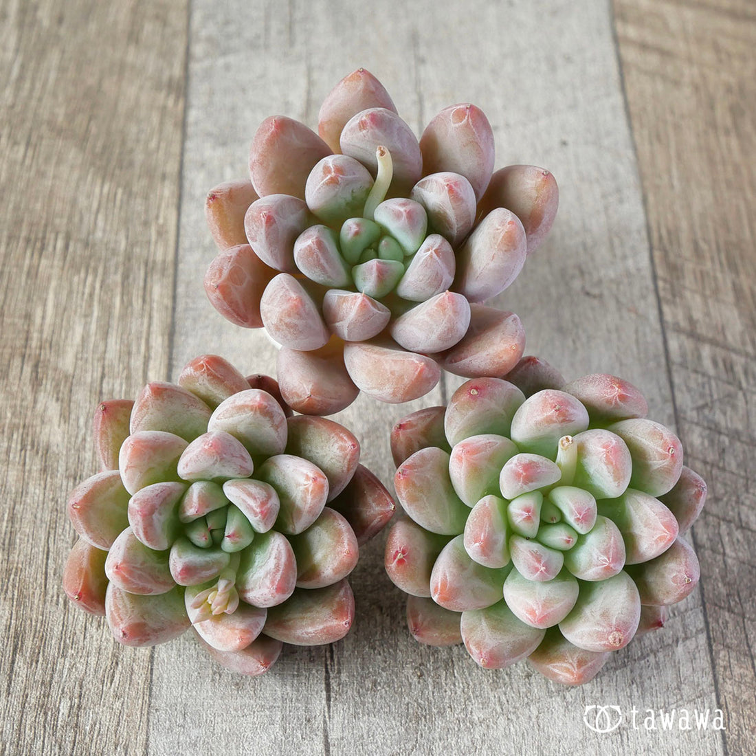 ローズレインボー