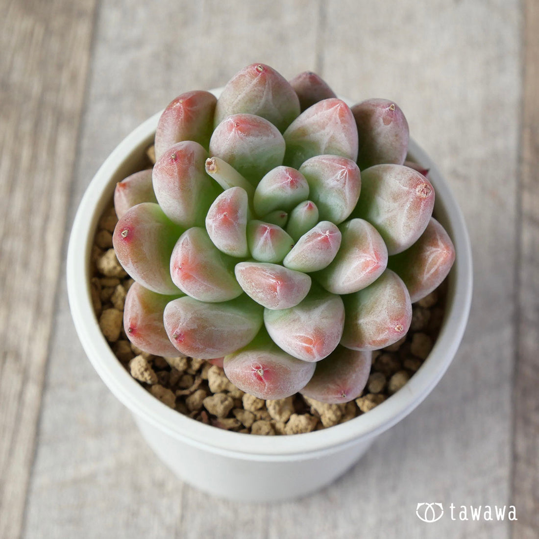 ローズレインボー