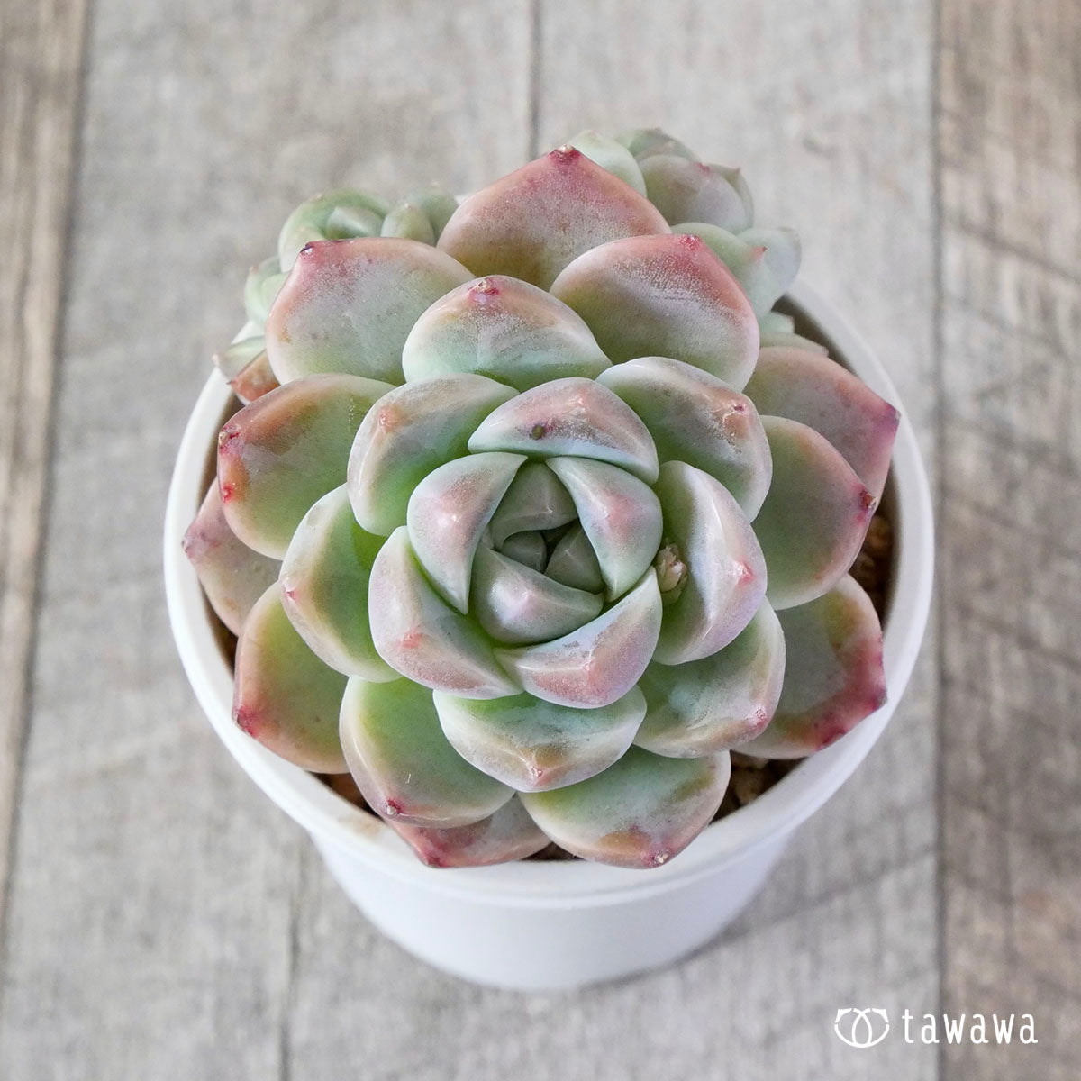 마루바 아루바 뷰티(단두 모종)