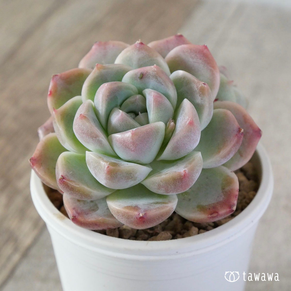 마루바 아루바 뷰티(단두 모종)