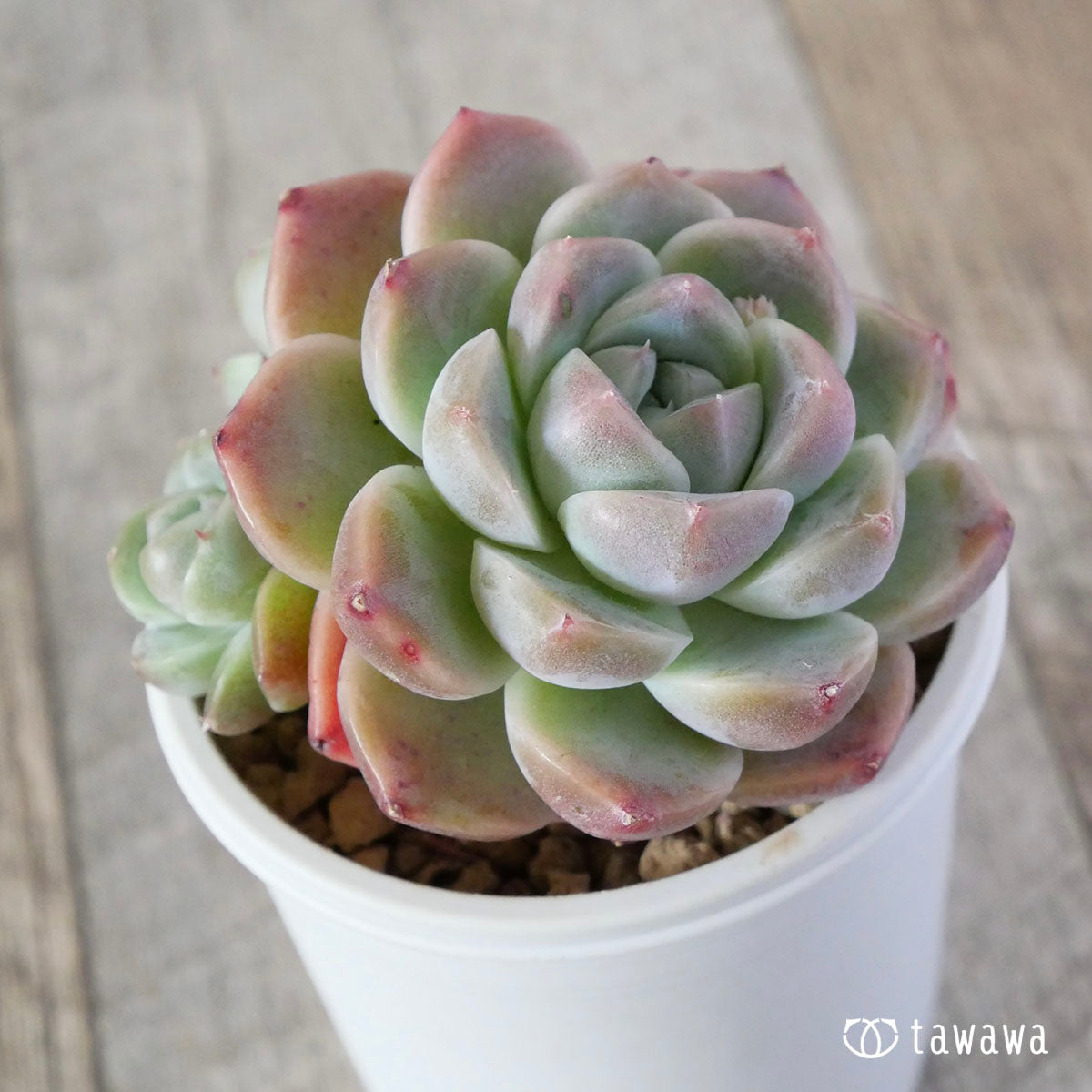 마루바 아루바 뷰티(단두 모종)