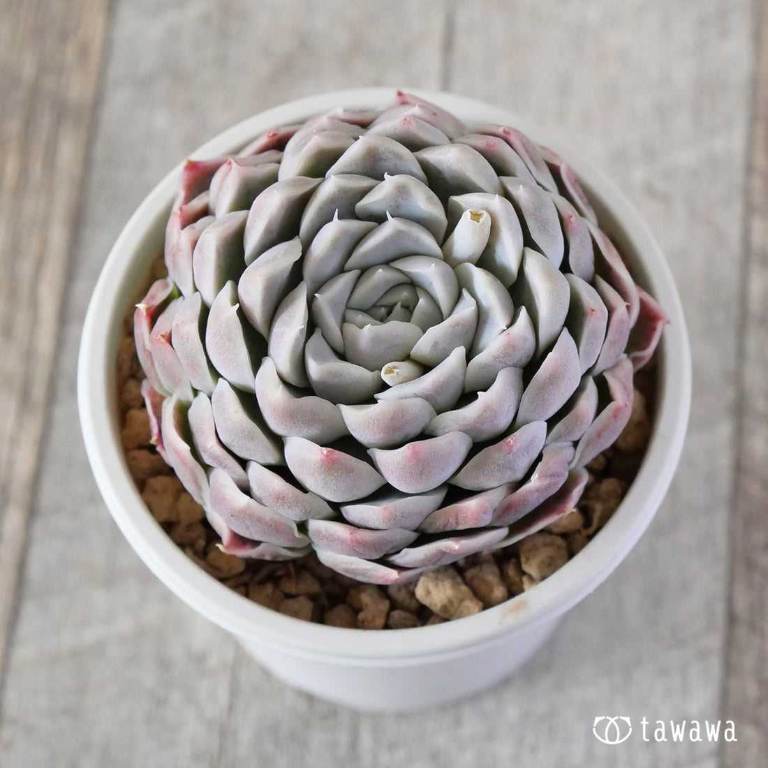 New Arrivals: Ice Green